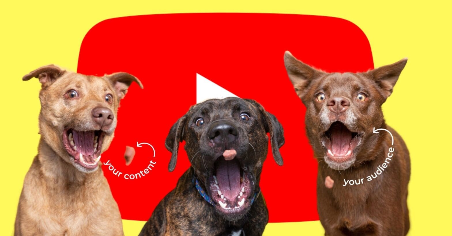 YouTube algorithm hacks delivering dog treats to hungry dogs
